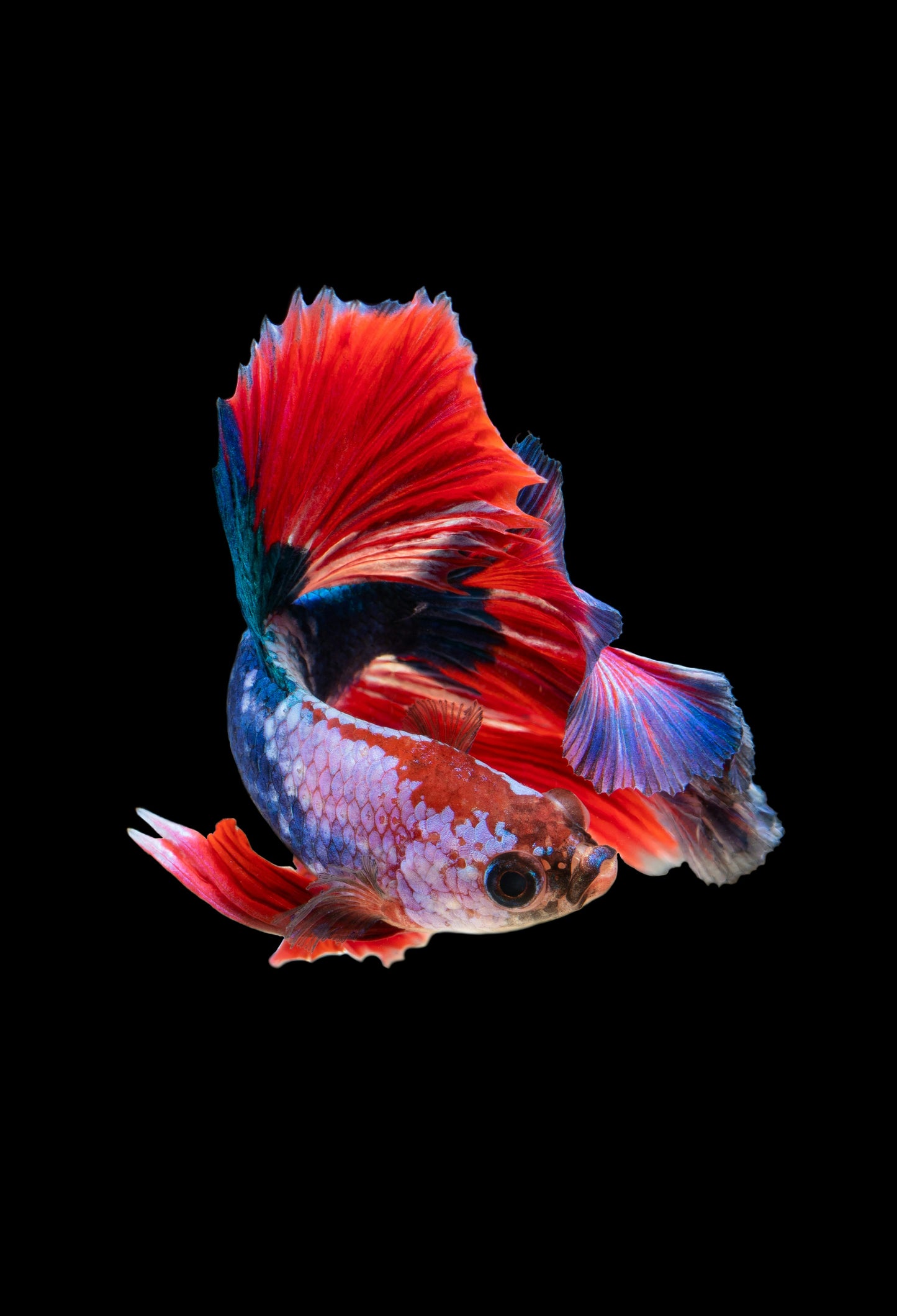 Dive Into Fishkeeping: The Complete Freshwater Aquarium Guide