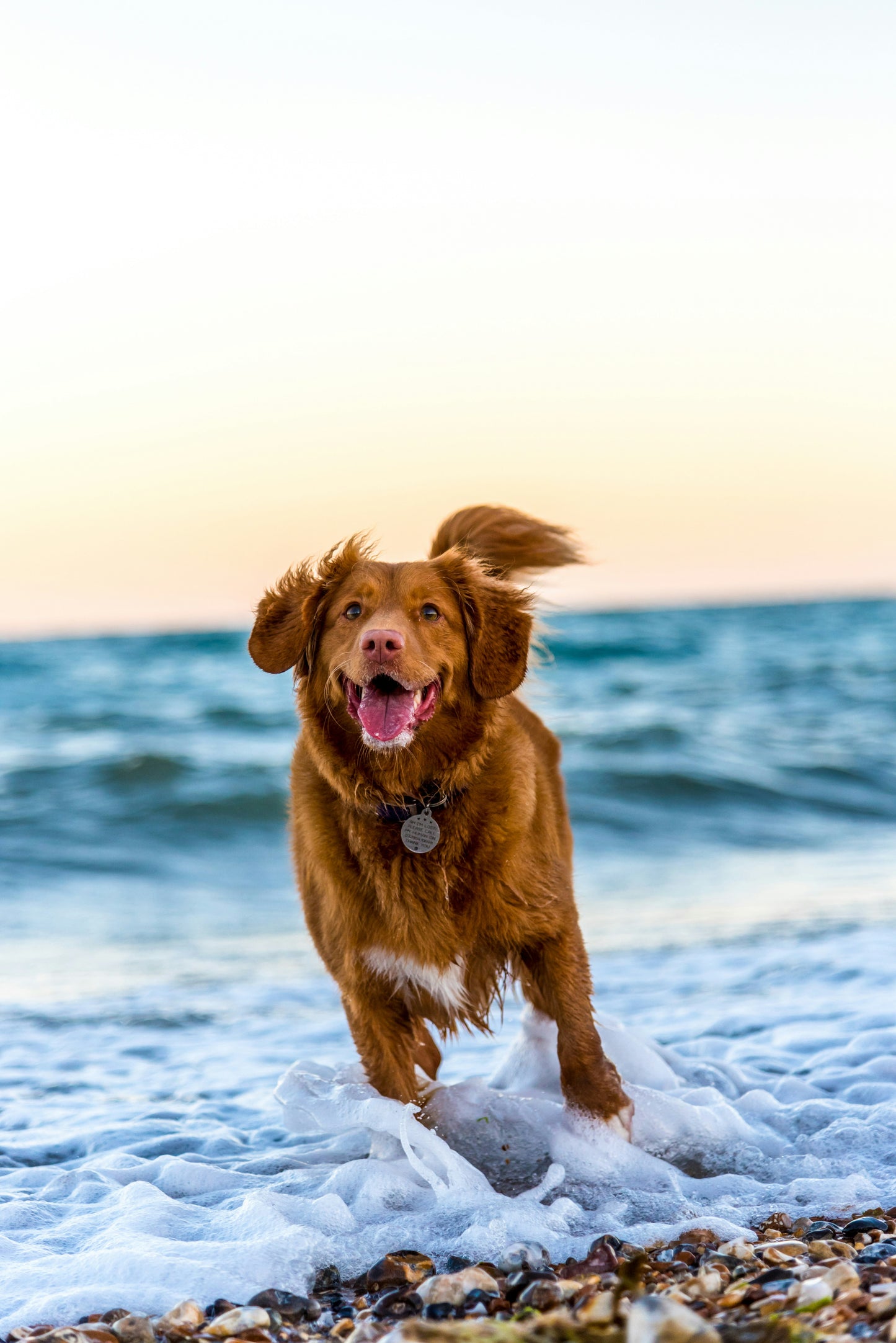Disabled Pet Care Guide