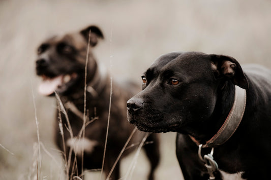 Brindle Staffordshire Bull Terrier at dusk — featured in the senior care chapter