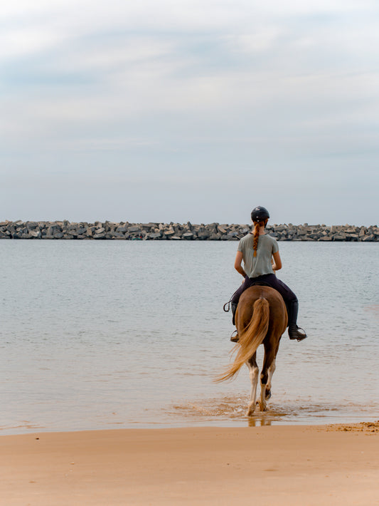 Your Journey into Horse Ownership