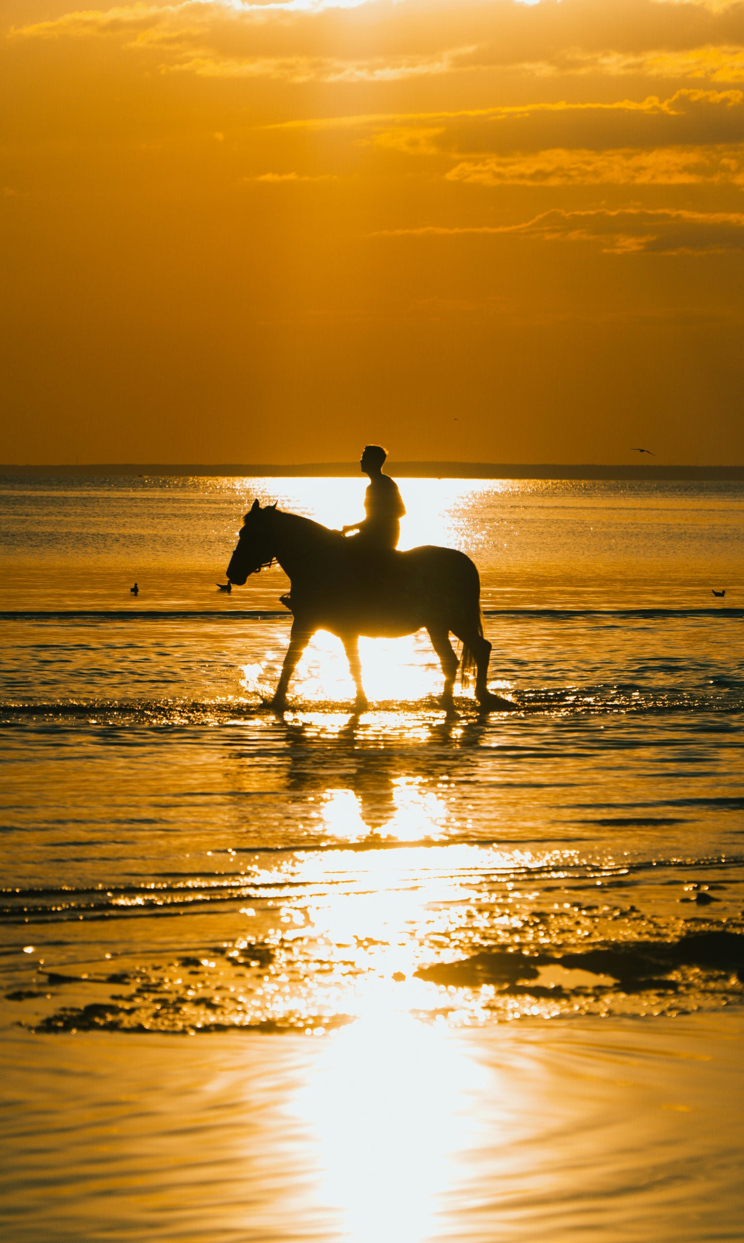 Your Journey into Horse Ownership