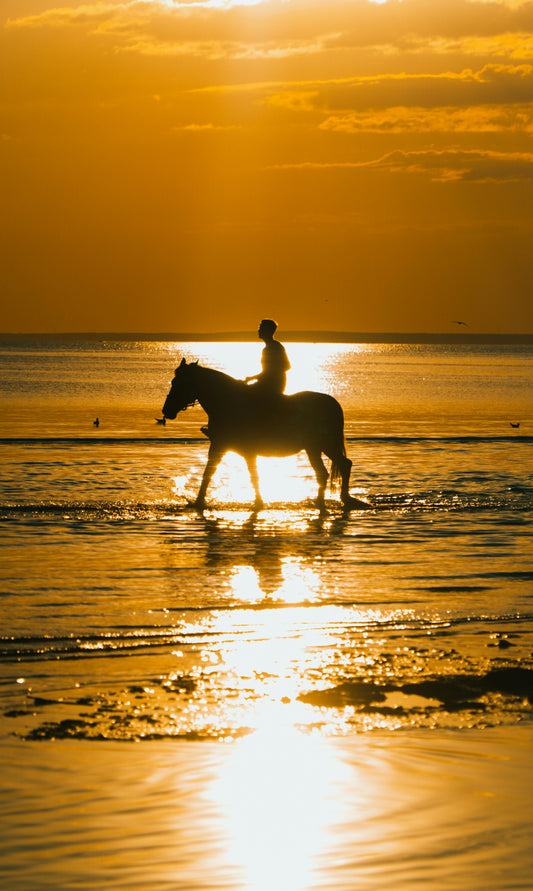 Your Journey into Horse Ownership