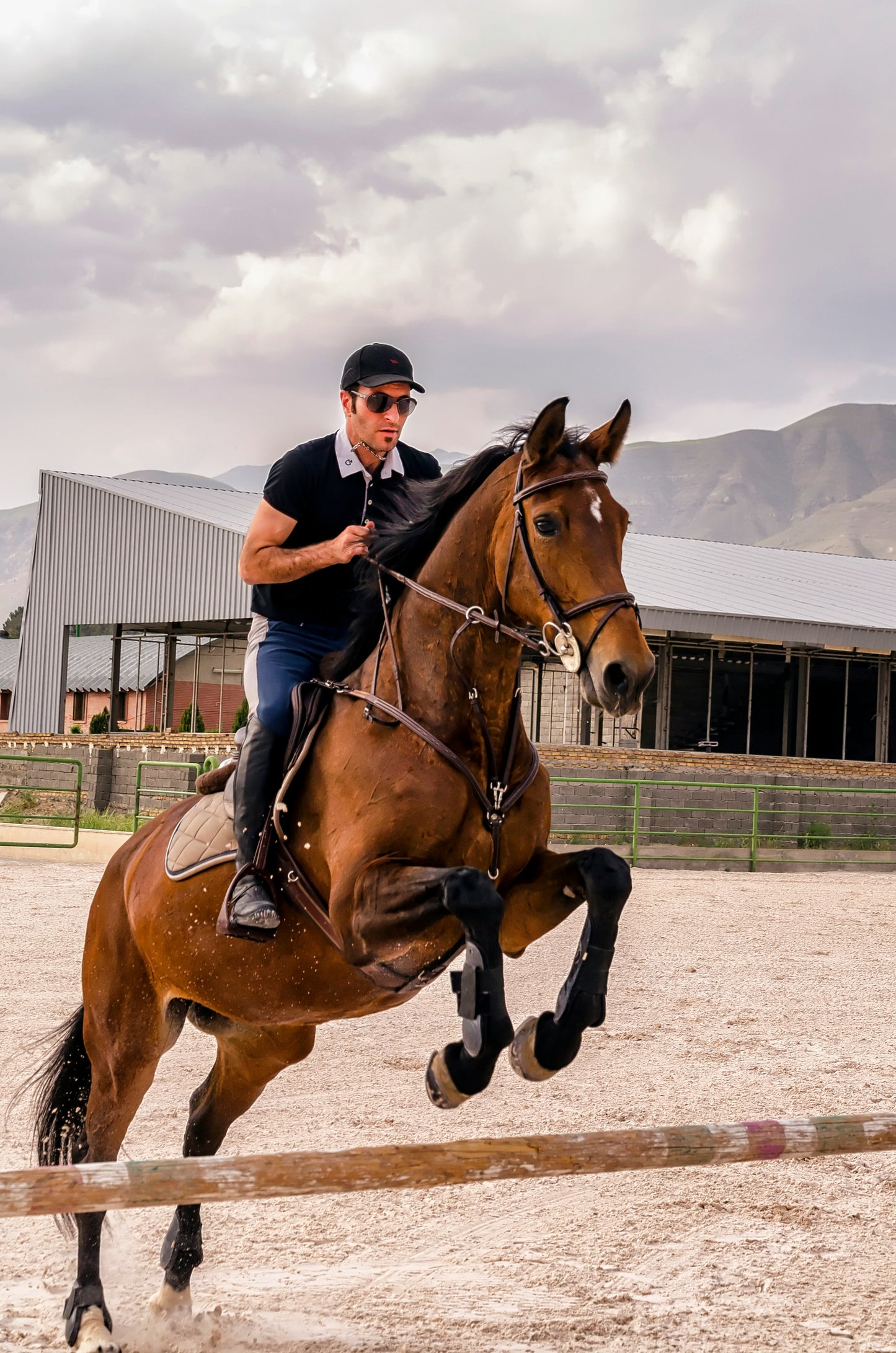 Your Journey into Horse Ownership