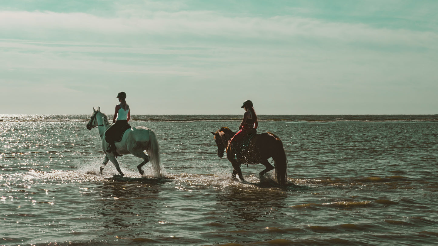 Your Journey into Horse Ownership