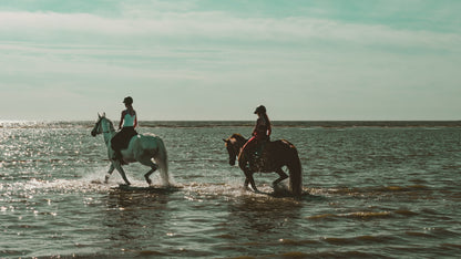 Your Journey into Horse Ownership