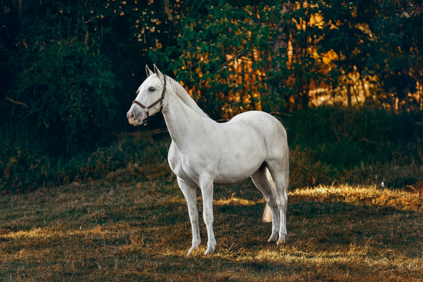 Your Journey into Horse Ownership
