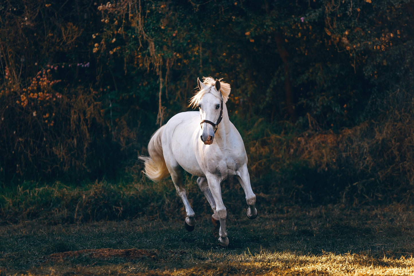 Your Journey into Horse Ownership