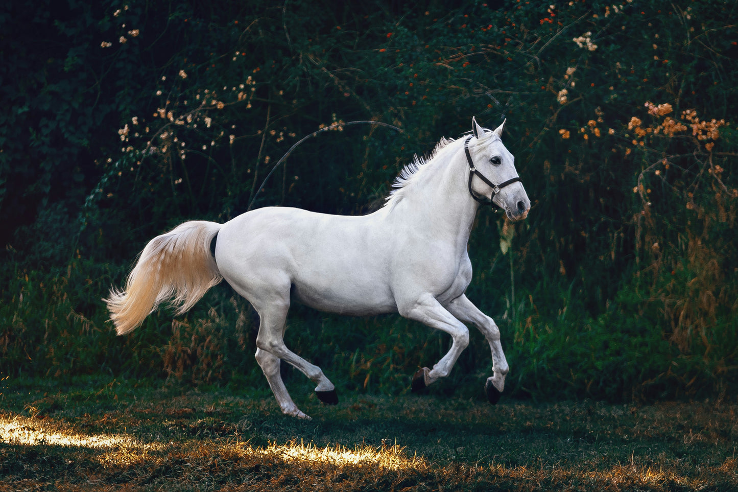 Your Journey into Horse Ownership