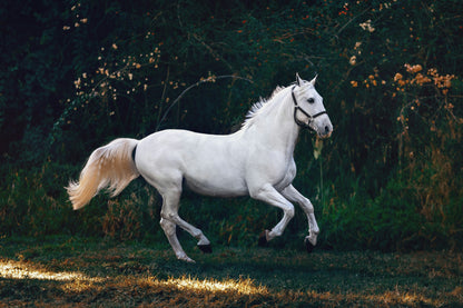 Your Journey into Horse Ownership