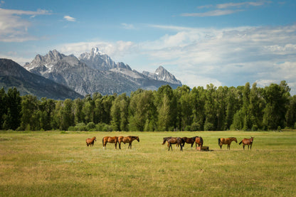 Your Journey into Horse Ownership