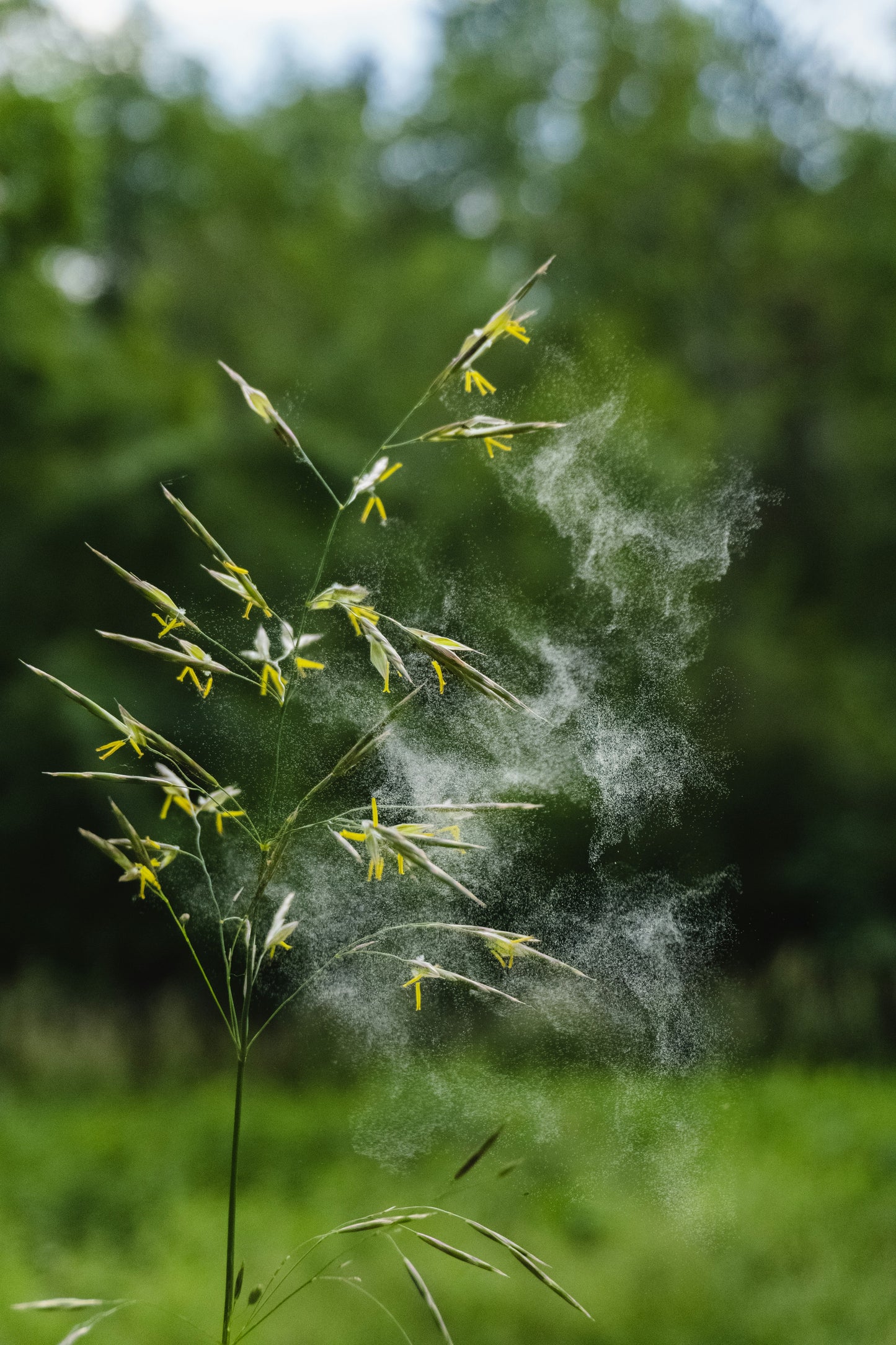 Summer Ailments & Soothing Remedies – Home Health Guide (Digital Download)