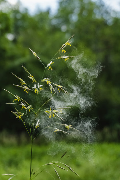 Summer Ailments & Soothing Remedies – Home Health Guide (Digital Download)