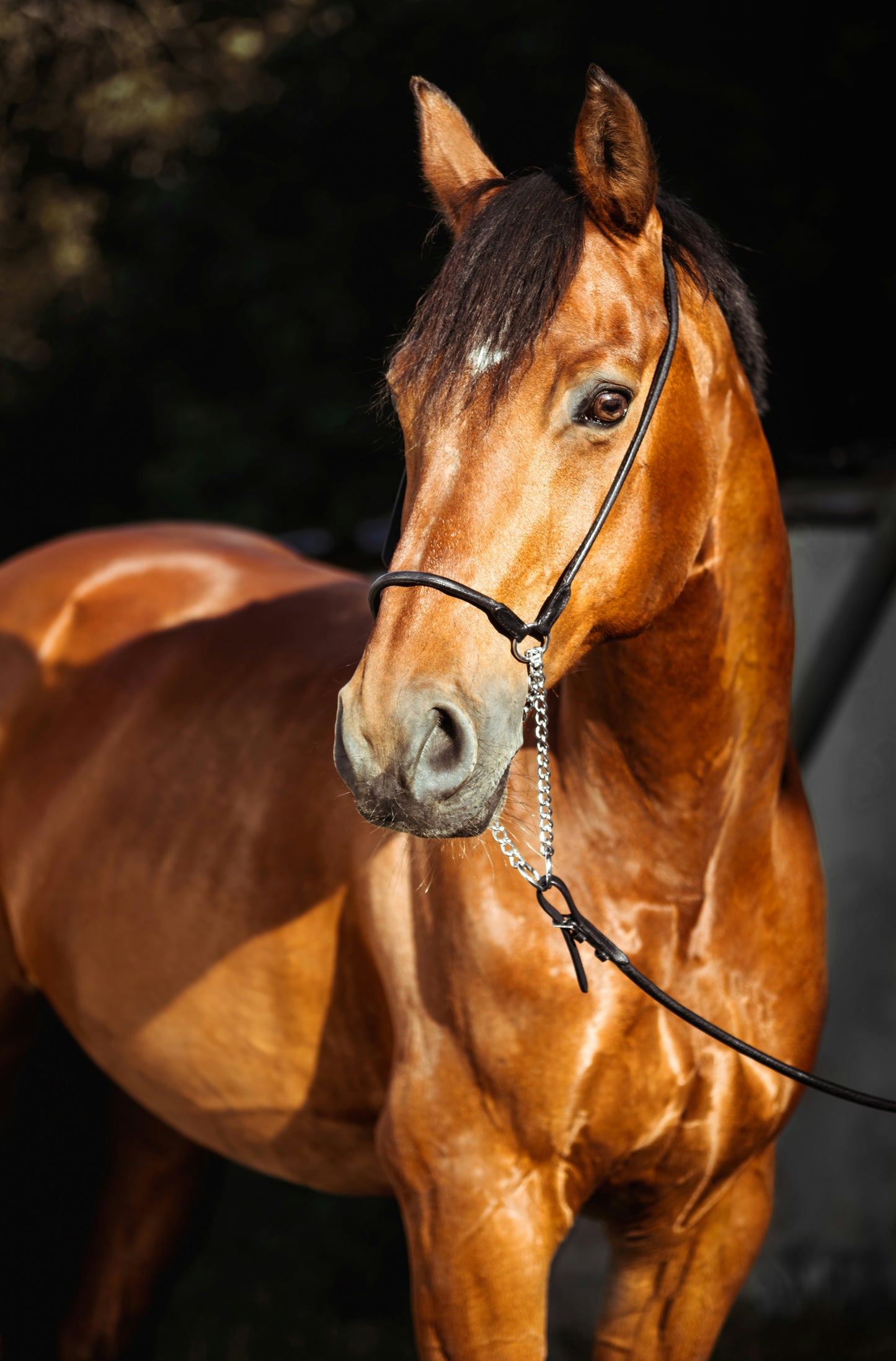 Your Journey into Horse Ownership