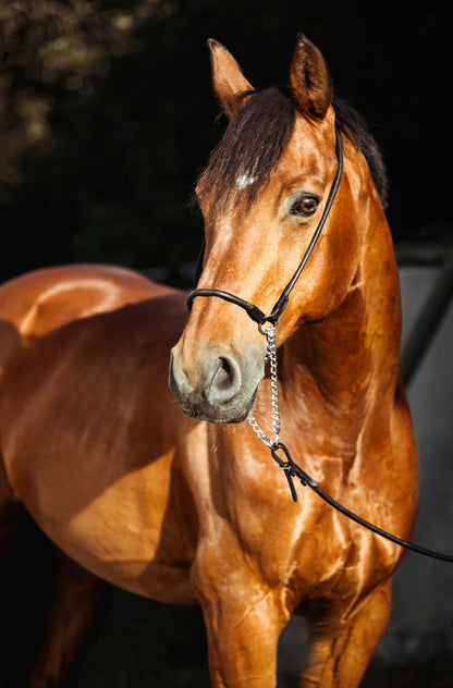 Your Journey into Horse Ownership
