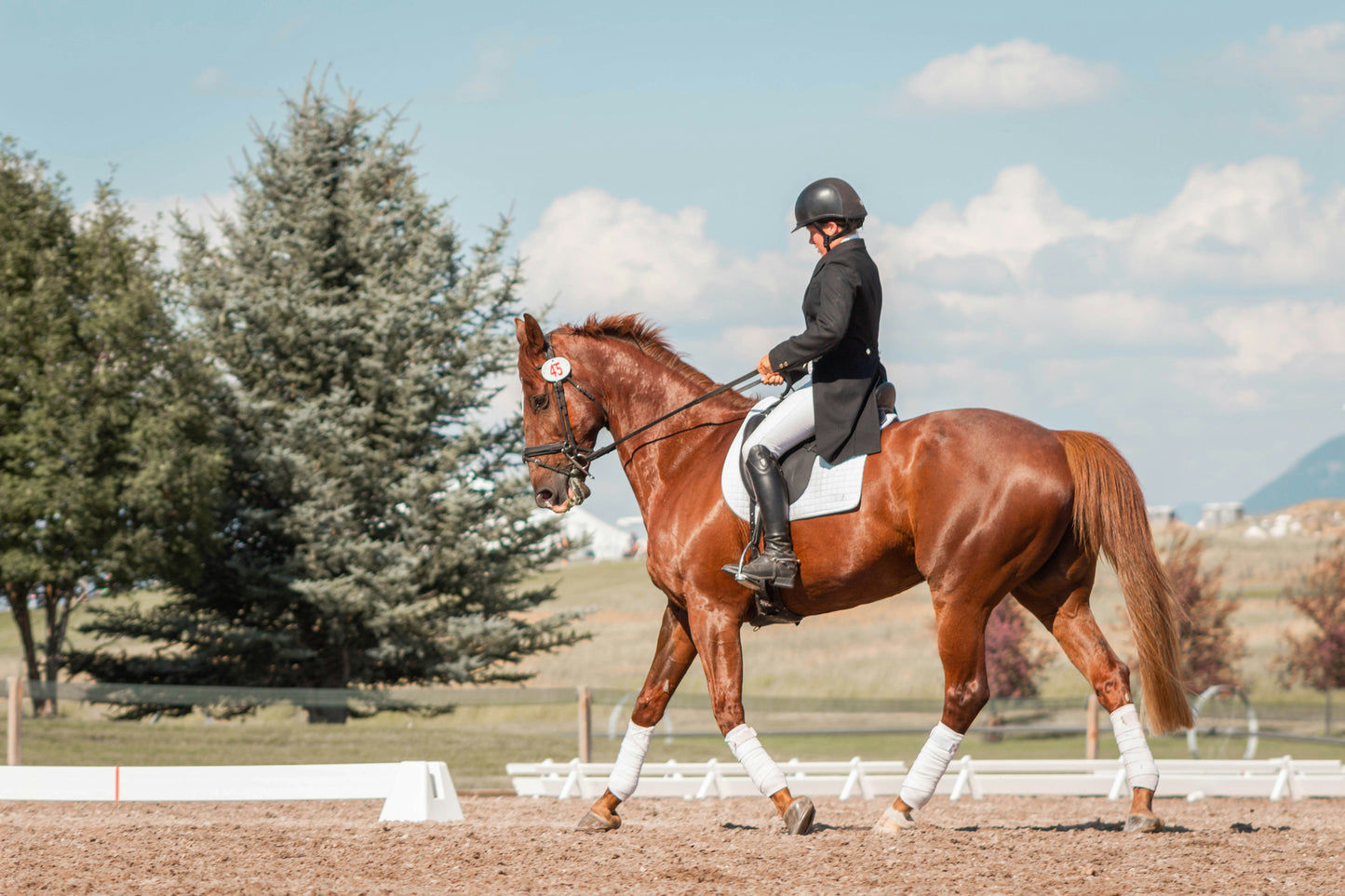 Your Journey into Horse Ownership