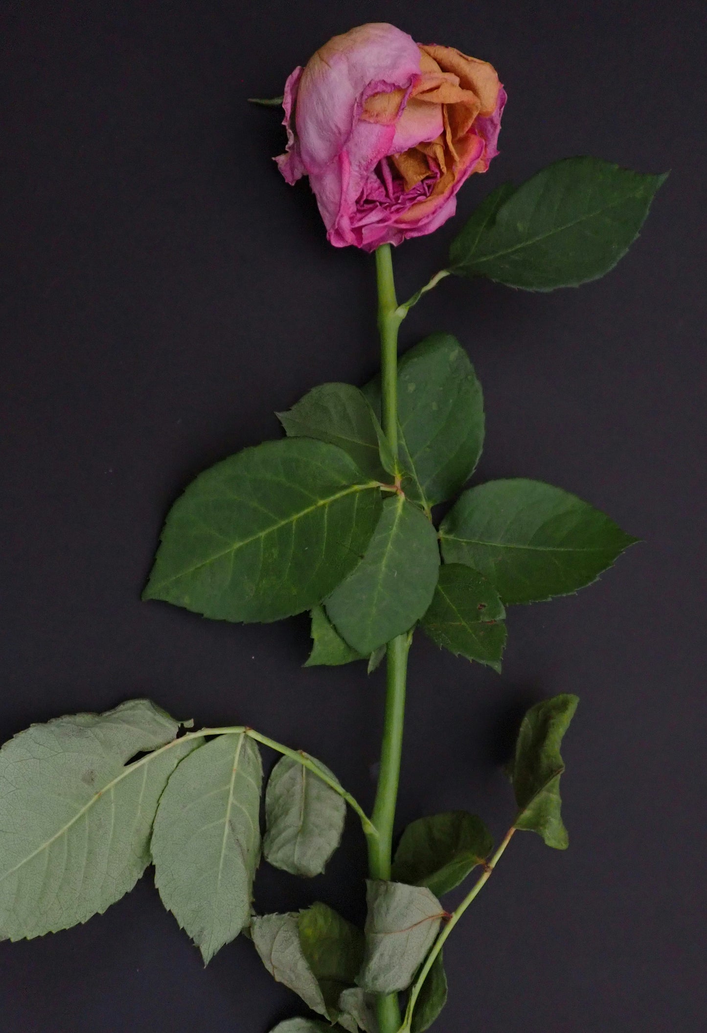 Holding On to Love After Loss: A Guide for Bereaved Parents