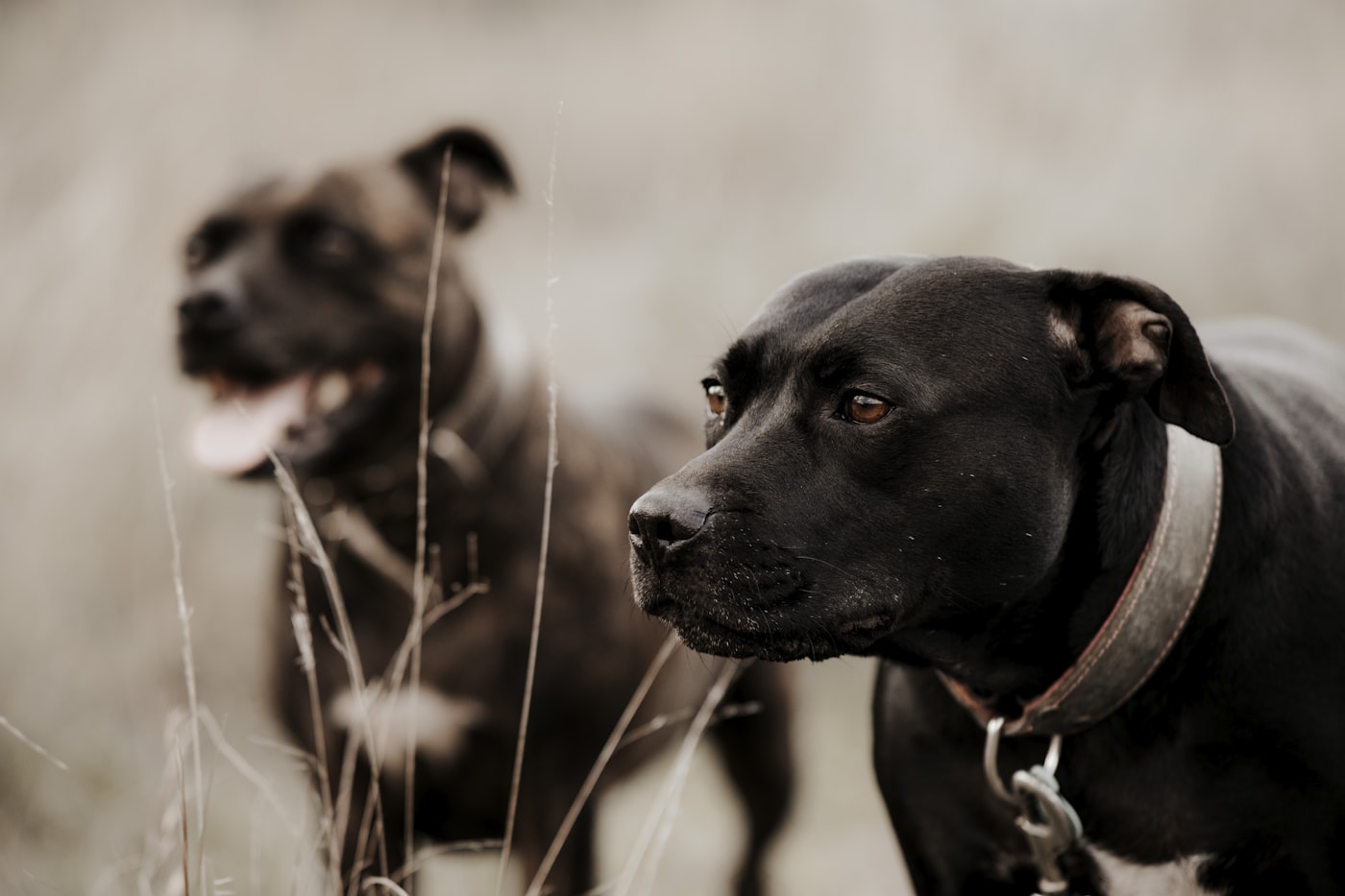 Brindle Staffordshire Bull Terrier at dusk — featured in the senior care chapter