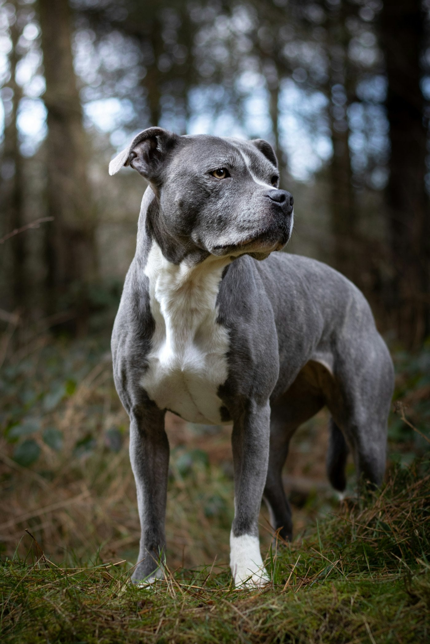 Blue Staffordshire Bull Terrier standing in woodland — cover image of The Staffordshire Family Handbook